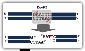 SVG Illustration of restriction digestion SVG Illustration of restriction digestion