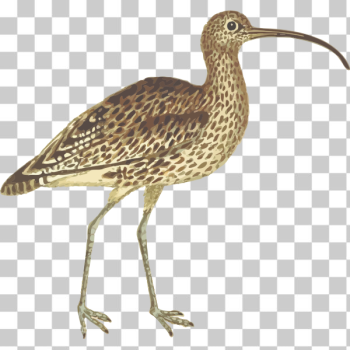 SVG Image of wingspan bird SVG Image of wingspan bird