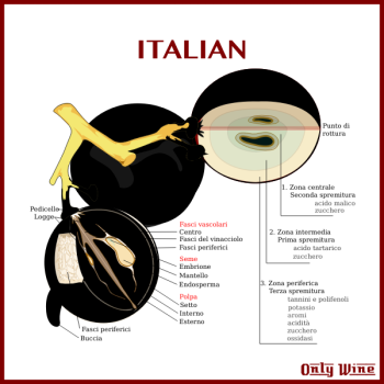 SVG Italian grapes