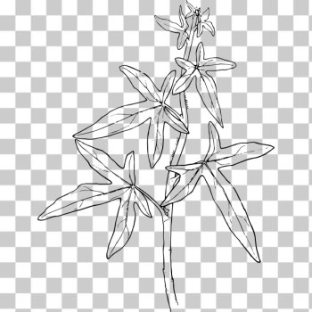 SVG ivy SVG ivy