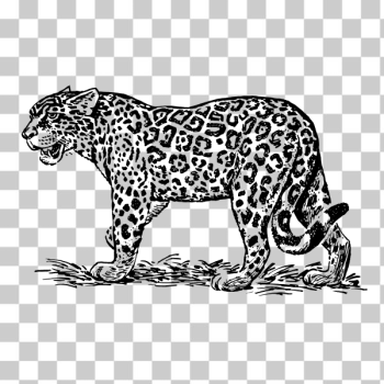 SVG Jaguar image SVG Jaguar image