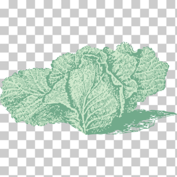 SVG Jersey cabbage SVG Jersey cabbage