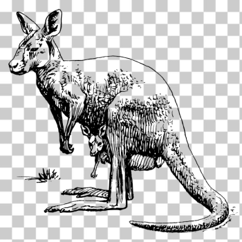 SVG Kangaroo drawing SVG Kangaroo drawing