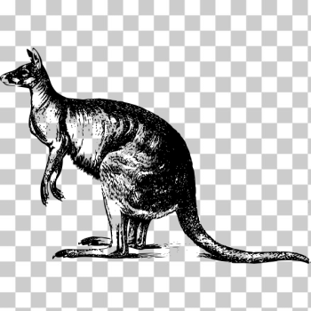 SVG Kangaroo illustration SVG Kangaroo illustration