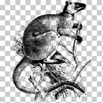 SVG Kangaroo on tree SVG Kangaroo on tree