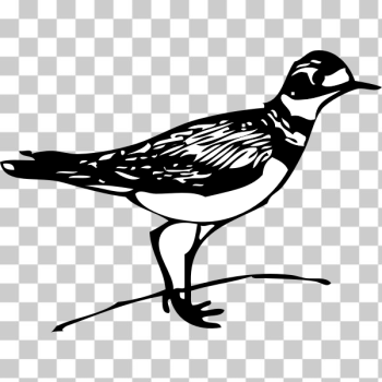 SVG Killdeer SVG Killdeer