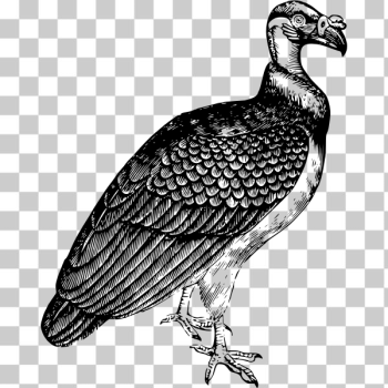 SVG King vulture drawing SVG King vulture drawing