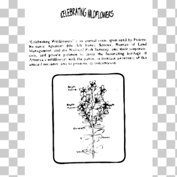 SVG Klamath Weed Coloring Guide SVG Klamath Weed Coloring Guide