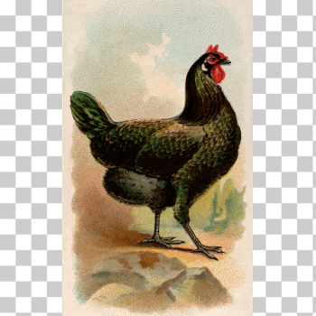 SVG La Fleche Hen SVG La Fleche Hen