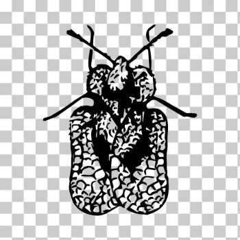 SVG Lace bug SVG Lace bug