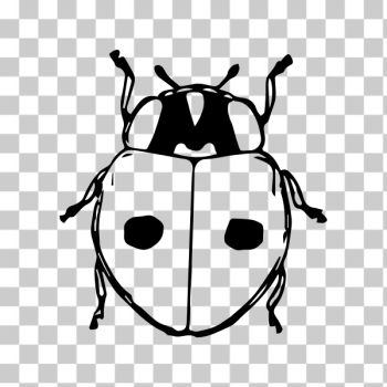 SVG Lady beetle SVG Lady beetle
