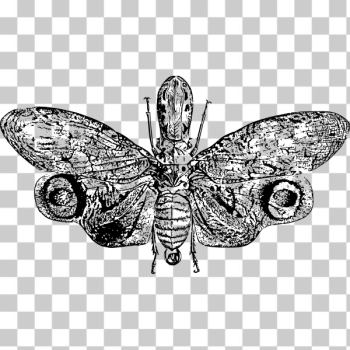 SVG Lantern fly SVG Lantern fly