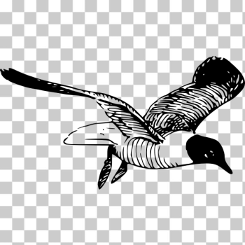 SVG Laughing gull vector clip art SVG Laughing gull vector clip art