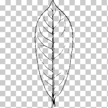 SVG laurel leaf SVG laurel leaf