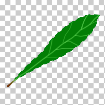 SVG Leaf petal SVG Leaf petal