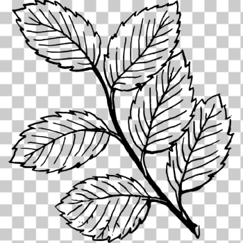 SVG leaves SVG leaves