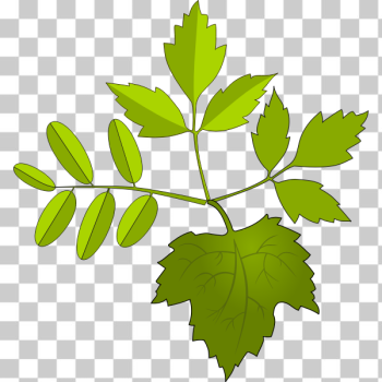 SVG Leaves SVG Leaves