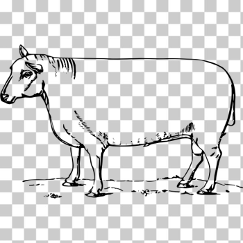 SVG Leicester ram SVG Leicester ram