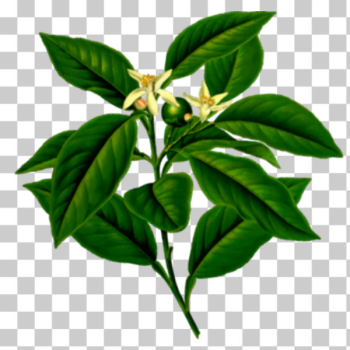 SVG Lemon tree branch SVG Lemon tree branch