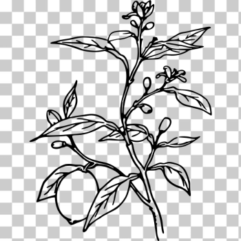 SVG Lemon tree vector illustration SVG Lemon tree vector illustration