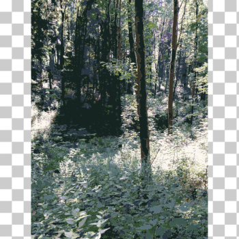 SVG Lichtscheid Forest Again 1 2015071506 SVG Lichtscheid Forest Again 1 2015071506