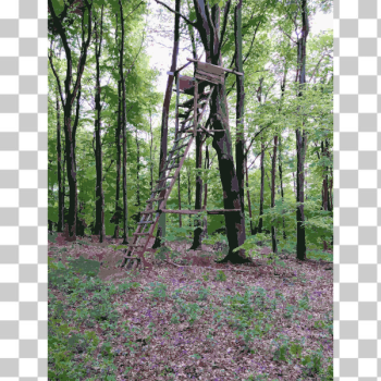 SVG Lichtscheid Forest Again 1 2015071535 SVG Lichtscheid Forest Again 1 2015071535