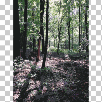 SVG Lichtscheid Forest Again 2015071542 SVG Lichtscheid Forest Again 2015071542