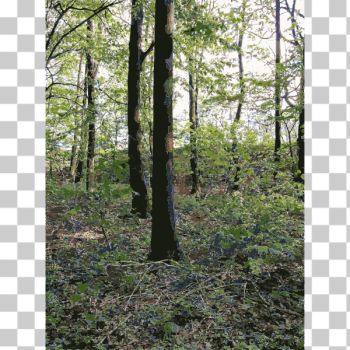 SVG Lichtscheid Forest Again 3 2015071534 SVG Lichtscheid Forest Again 3 2015071534