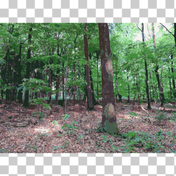 SVG Lichtscheid Forest Again 3 2015071547 SVG Lichtscheid Forest Again 3 2015071547
