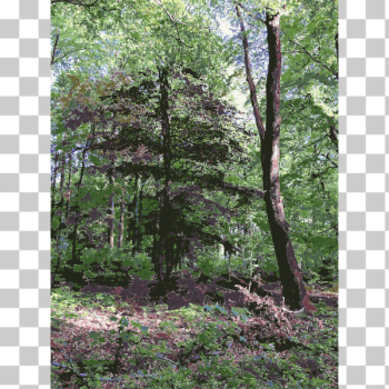 SVG Lichtscheid Forest Again 4 2015071547 SVG Lichtscheid Forest Again 4 2015071547