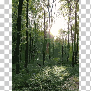SVG Lichtscheid Forest Again 4 2015071549 SVG Lichtscheid Forest Again 4 2015071549