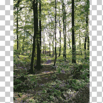 SVG Lichtscheid Forest Again 5 2015071534 SVG Lichtscheid Forest Again 5 2015071534