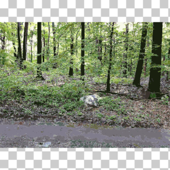 SVG Lichtscheid Forest Again 7 2015071512 SVG Lichtscheid Forest Again 7 2015071512