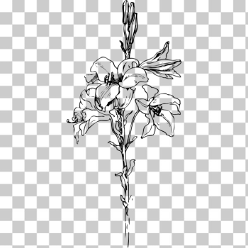 SVG Lilies in black and white SVG Lilies in black and white