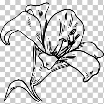 SVG Lily flower vector image SVG Lily flower vector image