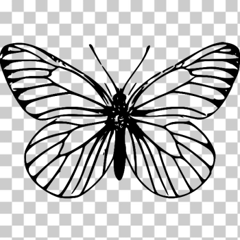 SVG Line art butterfly vector image SVG Line art butterfly vector image