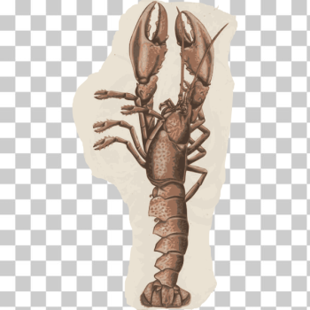 SVG Lobster-1584106737 SVG Lobster-1584106737