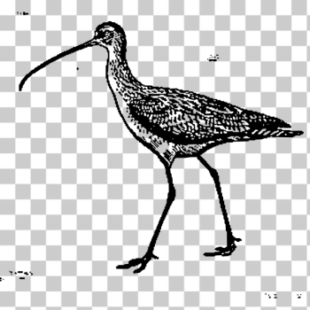 SVG Long-billed curlew SVG Long-billed curlew