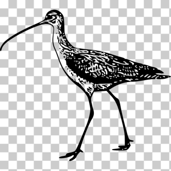 SVG Long-billed curlew vector image SVG Long-billed curlew vector image