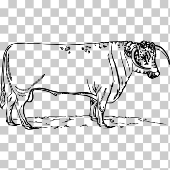 SVG Long-horned bull SVG Long-horned bull