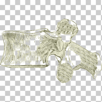 SVG Lumbar bones SVG Lumbar bones