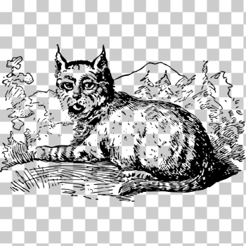 SVG lynx SVG lynx