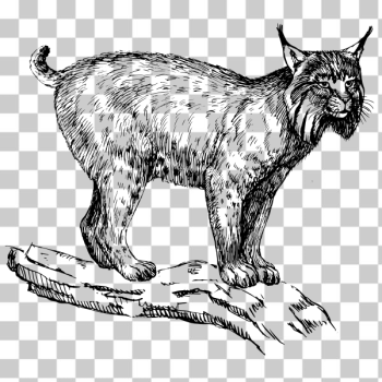 SVG Lynx illustration SVG Lynx illustration