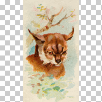 SVG Lynx image SVG Lynx image