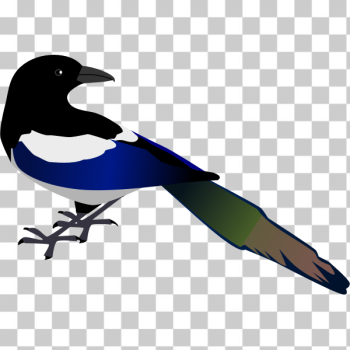 SVG Magpie bird vector image