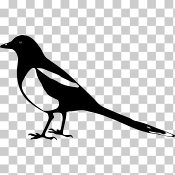 SVG Magpie vector image