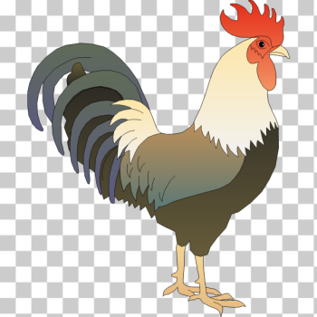 SVG Male chicken SVG Male chicken