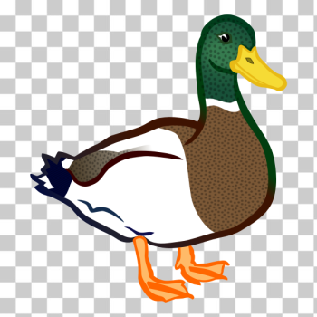 SVG Male duck SVG Male duck