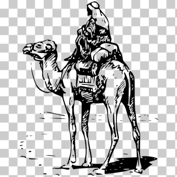 SVG Man riding camel vector image SVG Man riding camel vector image