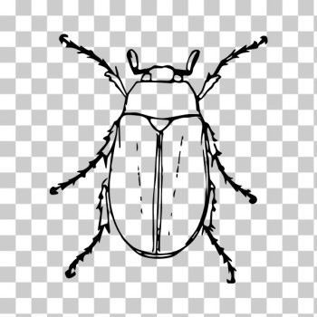 SVG May beetle SVG May beetle